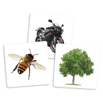 Le dé des premiers mots (cartes supplémentaires) - Exemples de cartes-photos : moto, abeille et arbre